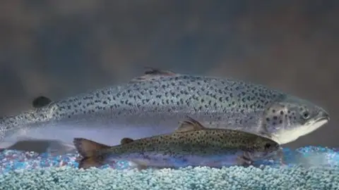 Diferencia entre salmón tradicional y transgénico Diferencia entre salmón tradicional y transgénico