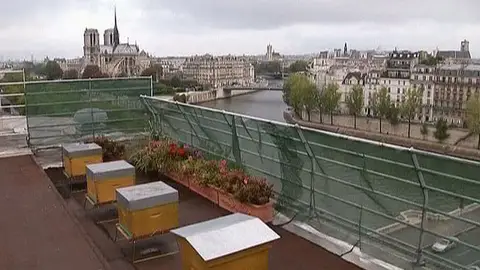 Colmenas sobre el Sena Colmenas sobre el Sena