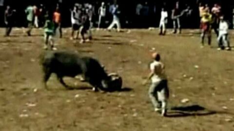 Un toro enviste a un hombre en Colombia