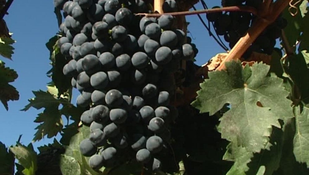 Viñedos de Vega Sicilia en la Ribera del Duero