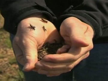 Plaga de langostas en Australia Plaga de langostas en Australia
