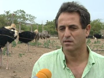 Les contamos ahora un problema entre avestruces y perros Les contamos ahora un problema entre avestruces y perros