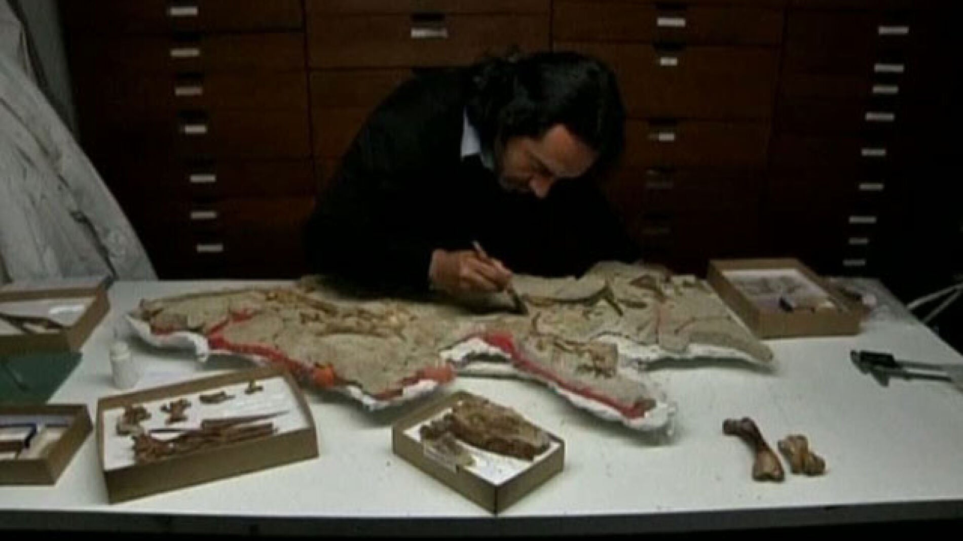 An&aacute;lisis de f&oacute;sil