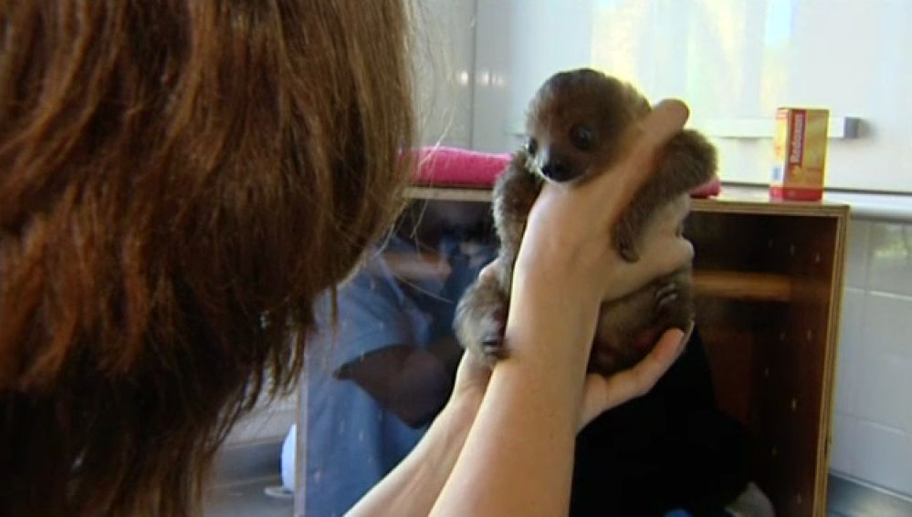 El Loro Parque ha sido testigo del primer nacimiento en cautividad de dos mellizos de perezosos.