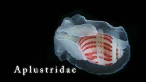 Imagen en detalle de un Aplustridae