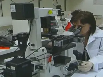 Investigación con células dentales Investigación con células dentales