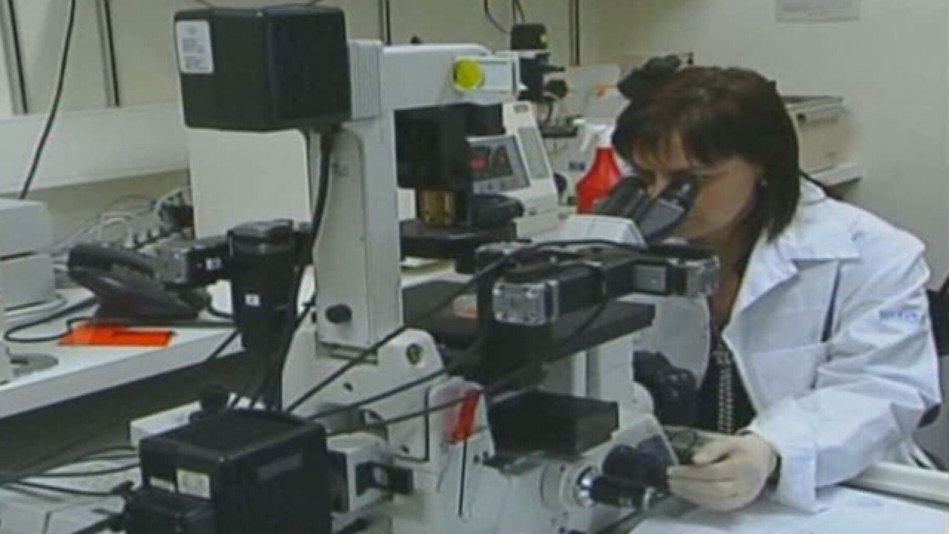 Investigaci&oacute;n con c&eacute;lulas dentales