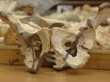 Pelvis de un homínido de Atapuerca