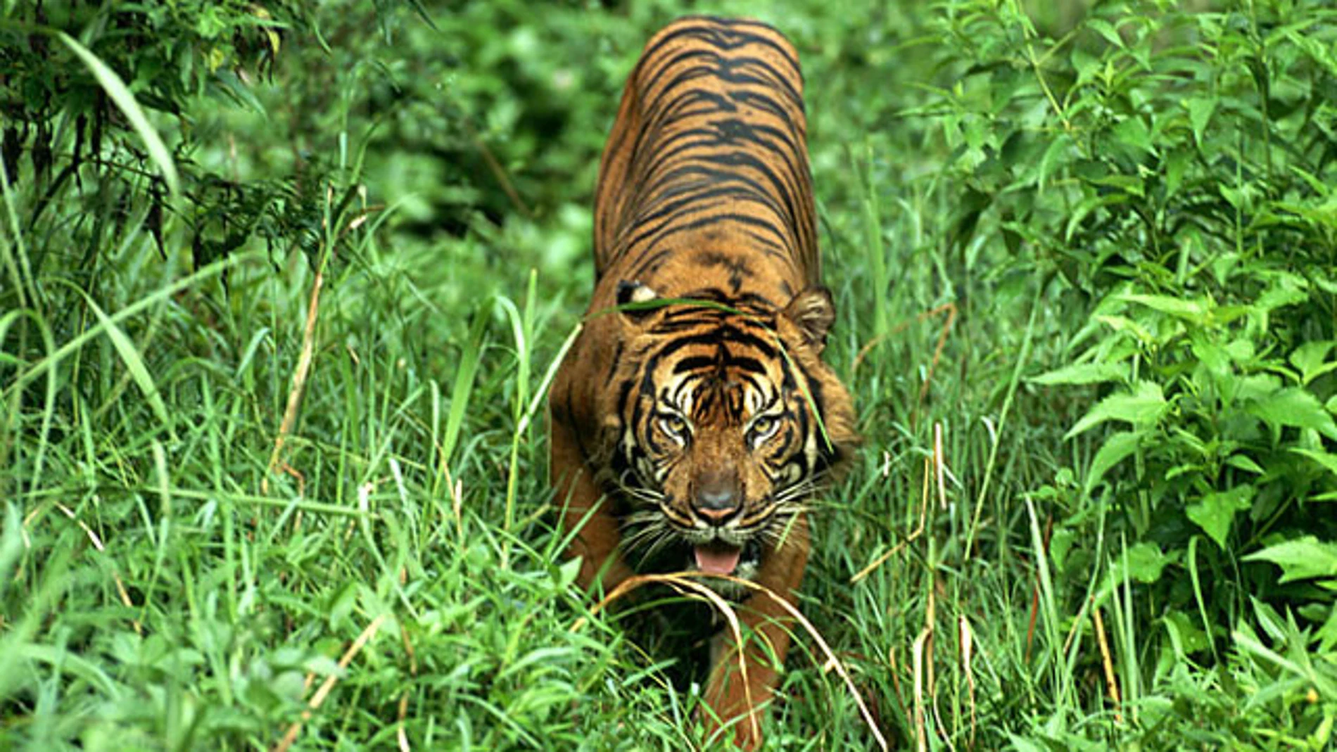 Un tigre de Sumatra Un tigre de Sumatra