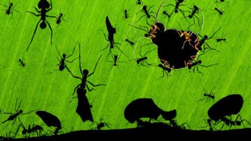 La maravilla de las hormigas