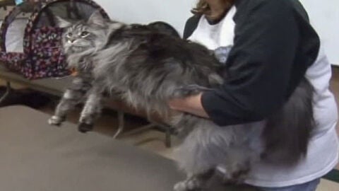 El gato m&aacute;s largo del mundo