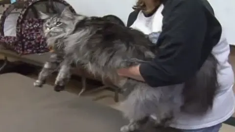 El gato más largo del mundo El gato más largo del mundo