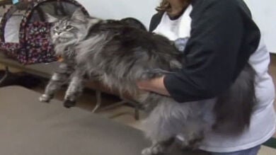 Stewie, el gato más largo del mundo