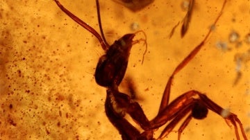 Fósil de hormiga