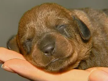Cachorro de perro Cachorro de perro