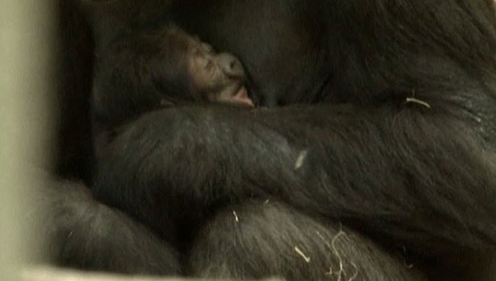 El gorila con su madre