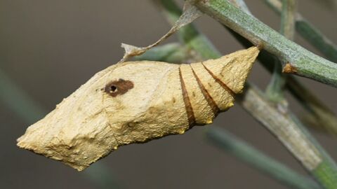 El fen&oacute;meno de la biodiversidad virtual
