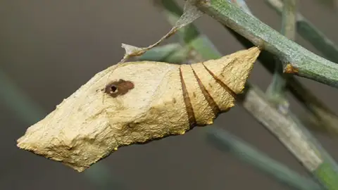 El fenómeno de la biodiversidad virtual El fenómeno de la biodiversidad virtual