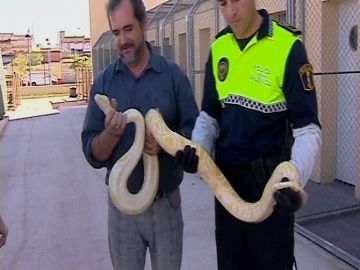 Una serpiente pitón Una serpiente pitón