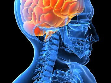 El cerebro humano El cerebro humano