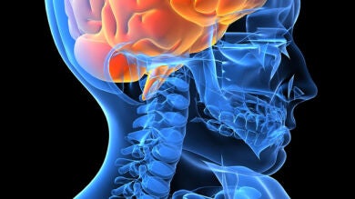 El banco de cerebros busca donantes