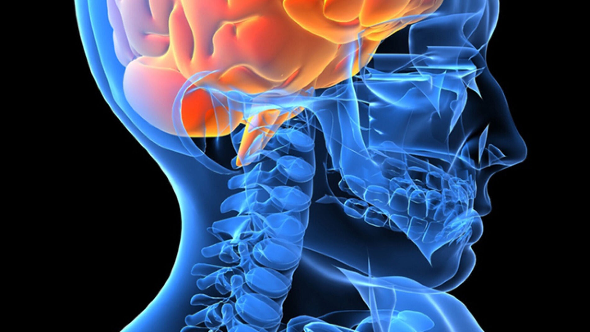 El cerebro humano
