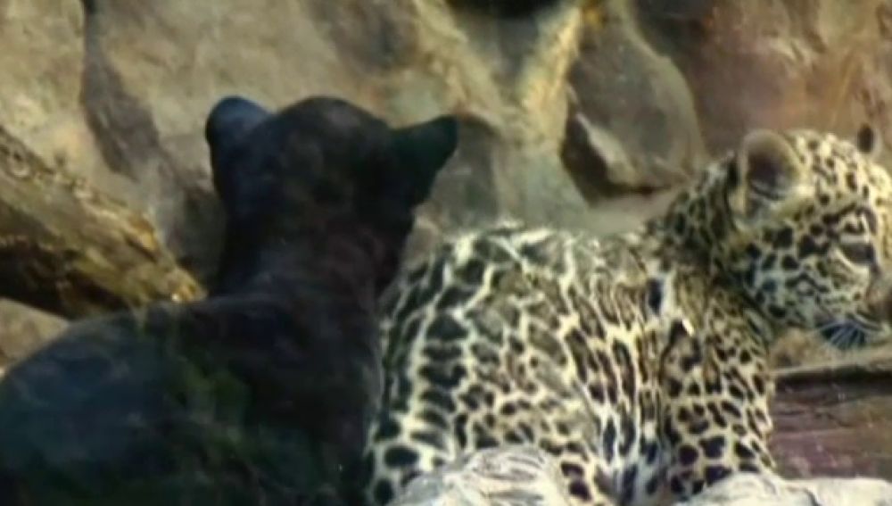 Nacen dos jaguares mellizos en Loro Parque