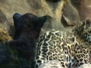 Nacen dos jaguares mellizos en Loro Parque