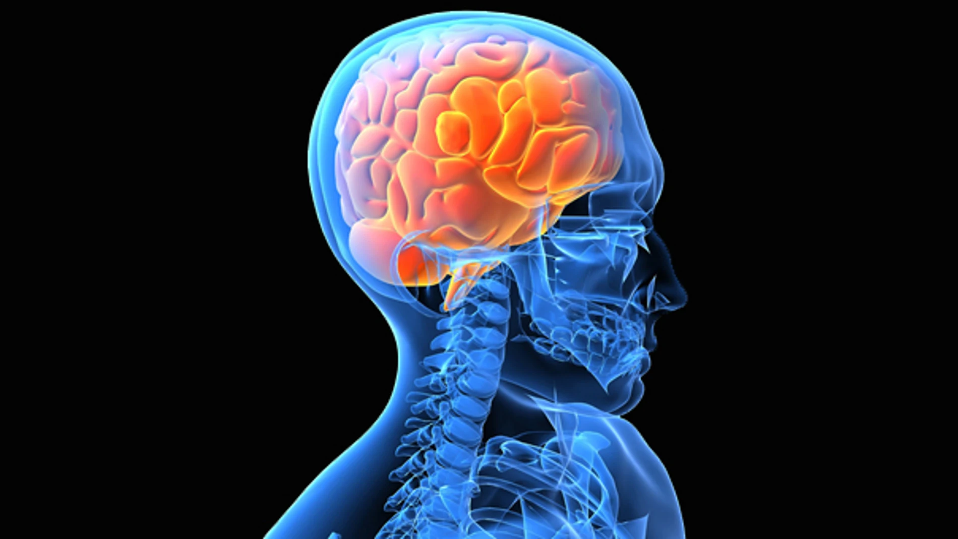 El cerebro humano El cerebro humano