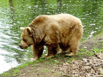 Un oso pardo Un oso pardo