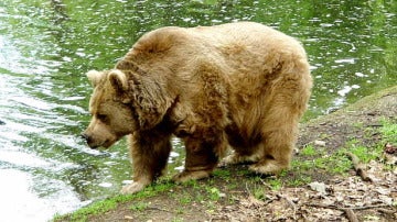 Un oso pardo