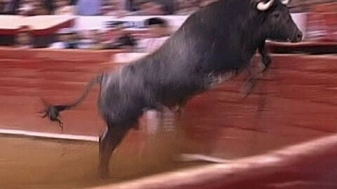 Un toro salta en la plaza de Ciudad de M&eacute;xico
