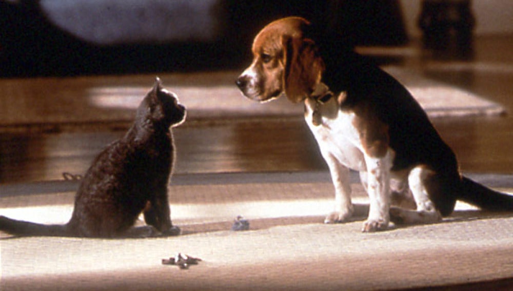 Como perros y gatos