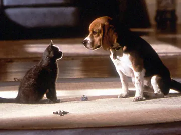 El período de tregua está a punto de finalizar entre los perros y los gatos El período de tregua está a punto de finalizar entre los perros y los gatos