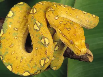Serpiente piton Serpiente piton