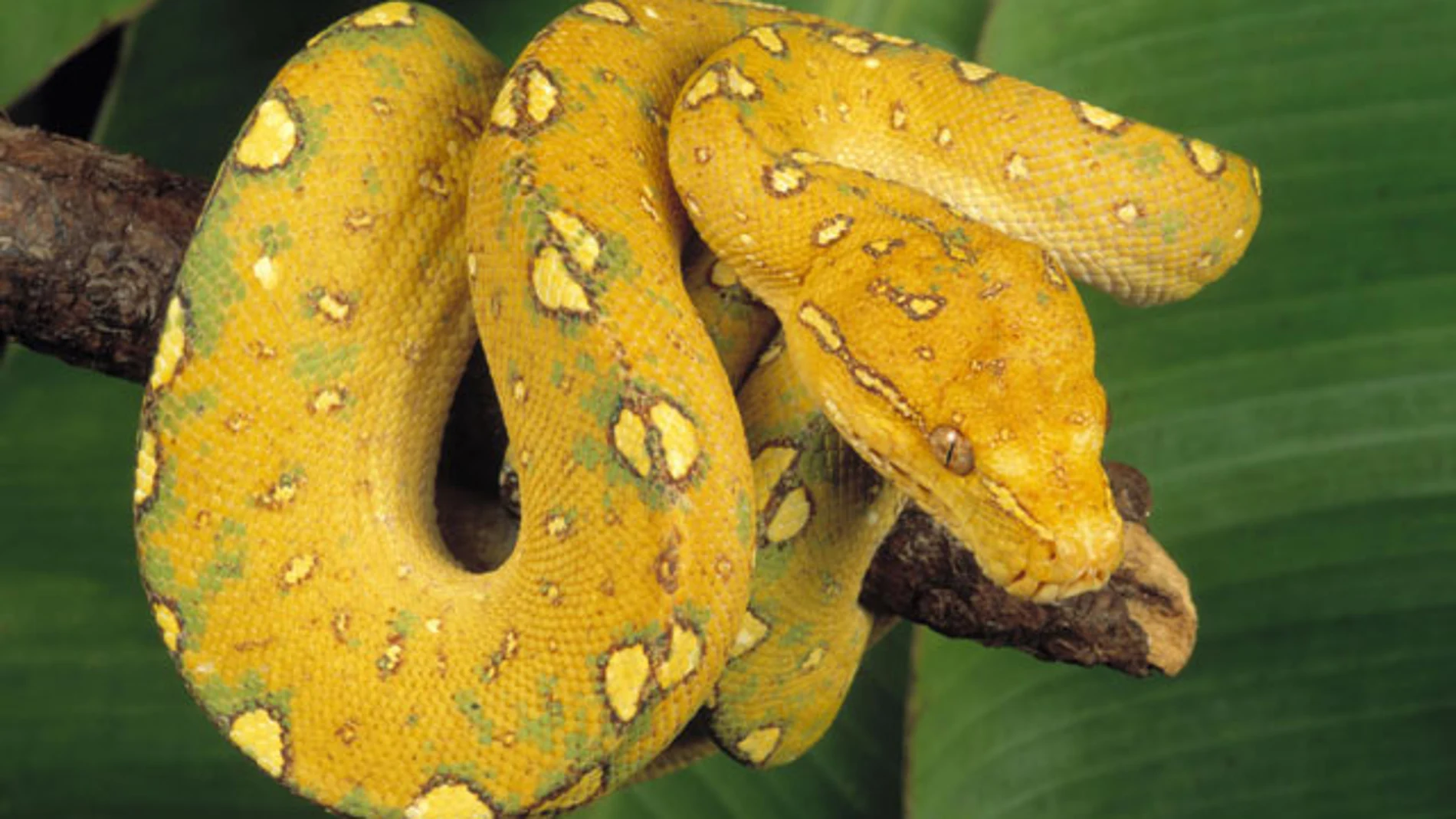 Serpiente piton Serpiente piton