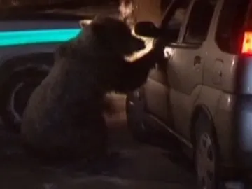 Una osa siembra el pánico en una localidad eslovaca Una osa siembra el pánico en una localidad eslovaca