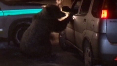 Una osa siembra el p&aacute;nico en una localidad eslovaca