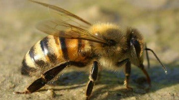 Una abeja en su hábitat