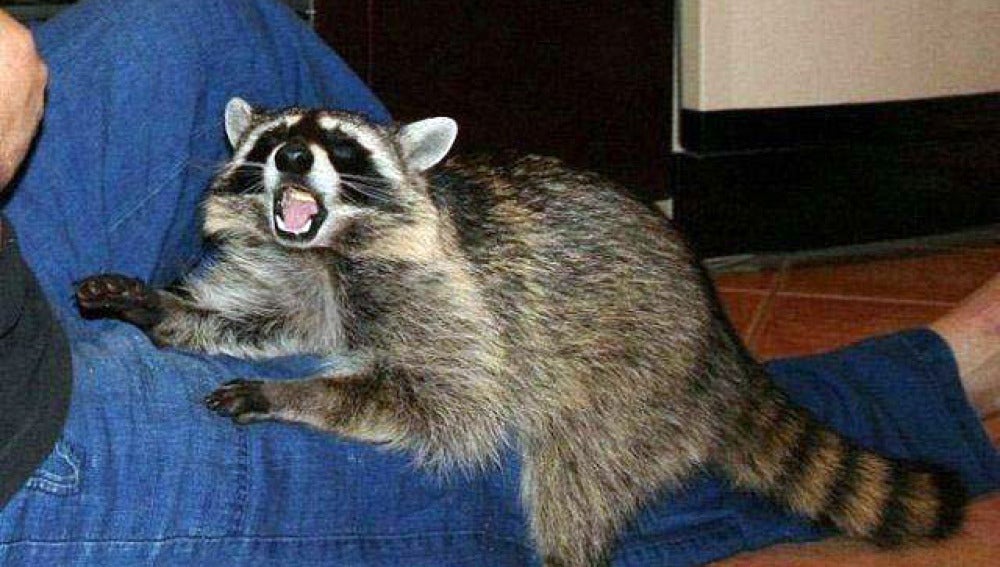 Un mapache en acción