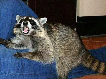 Un mapache en acción Un mapache en acción