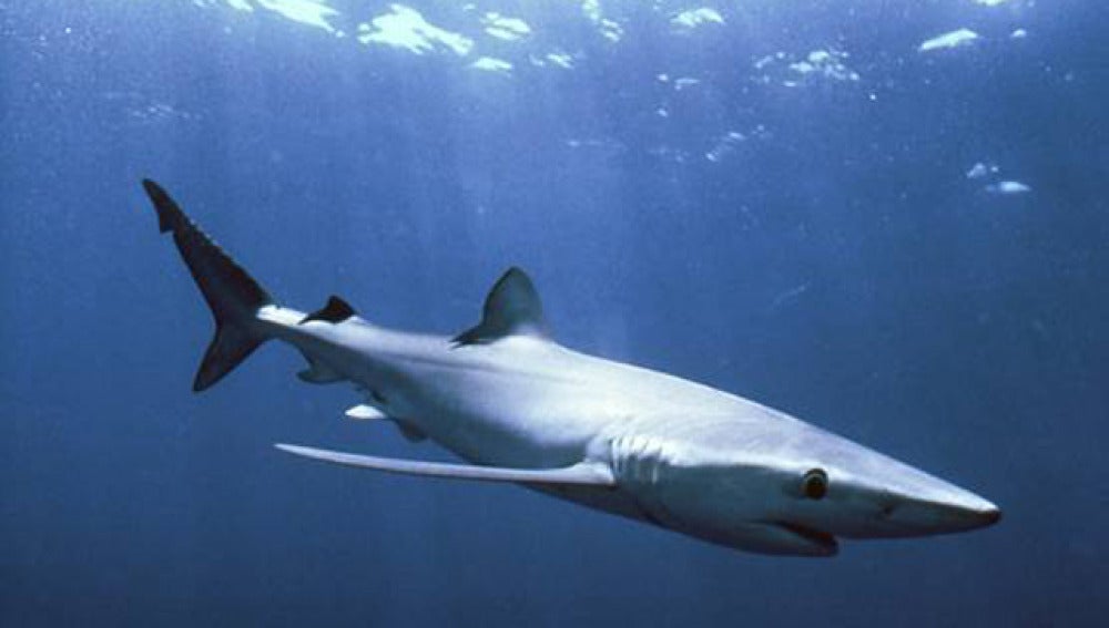 Tiburón azul