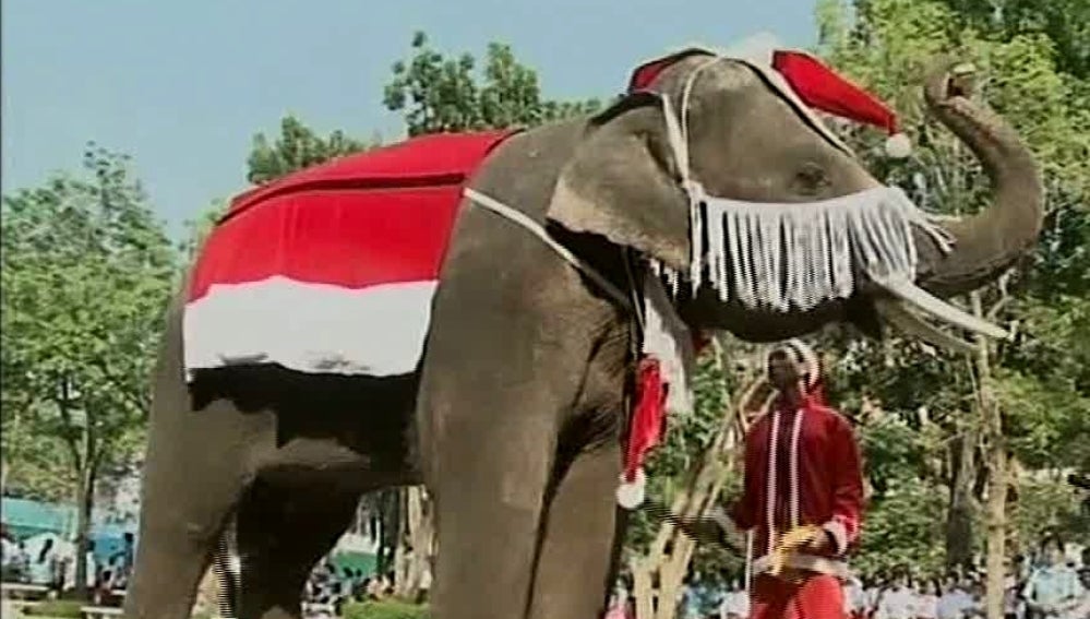 Elefante bailón