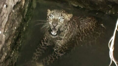 Rescate a un Leopardo