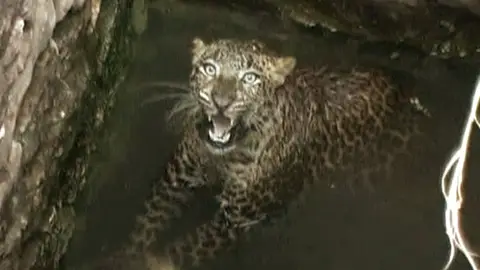 Rescate a un Leopardo Rescate a un Leopardo