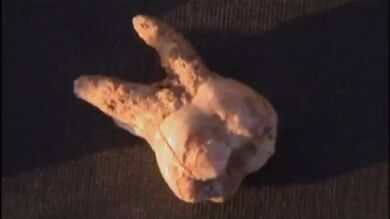Arqueólogos de Tel Aviv encuentran los Homo Sapiens más antiguos