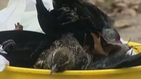 Miles de p&aacute;jaros se precipitan al suelo en Arkansas