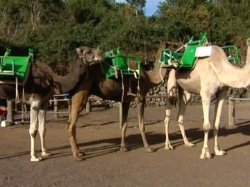 Camellos preparados para acompañar a los Reyes Magos