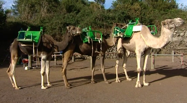 Camellos preparados para acompañar a los Reyes Magos Camellos preparados para acompañar a los Reyes Magos