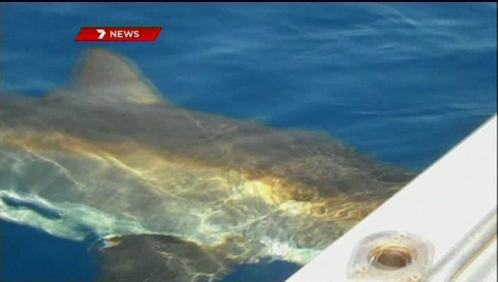 Tiburón blanco atacando una barca